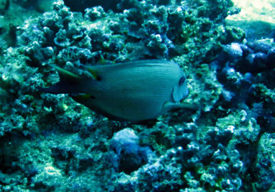 Acanthuridae - species needs ID - Similan Islands Marine Park Thailand (3).JPG