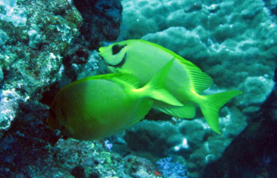 Acanthuridae species - needs ID - Similan Islands Marine Park Thailand.JPG