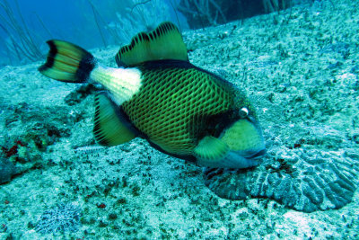 Balistidae - Balistoides viridescens - Titan Triggerfish - Similan Islands Marine Park Thailand (1).JPG