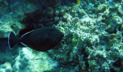 Balistidae - Ebony Triggerfish - Melichthys niger -  Similan Islands Marine Park Thailand (3).JPG