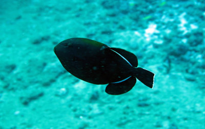 Balistidae - Ebony Triggerfish - Melichthys niger -  Similan Islands Marine Park Thailand (4).JPG