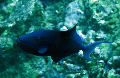 Balistidae - Odonus niger - Redtooth Triggerfish - Similan Islands Marine Park Thailand (2).JPG