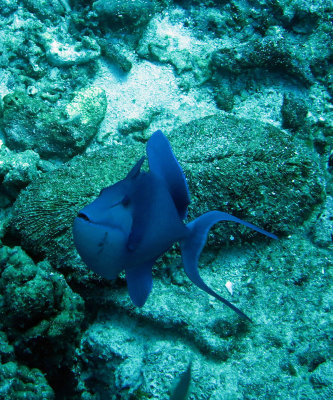 Balistidae - Odonus niger - Redtooth Triggerfish - Similan Islands Marine Park Thailand (3).JPG