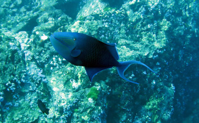 Balistidae - Odonus niger - Redtooth Triggerfish -Similan Islands Marine Park Thailand (1).JPG