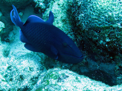 Balistidae - Odonus niger - Redtooth Triggerfish -Similan Islands Marine Park Thailand (3).JPG