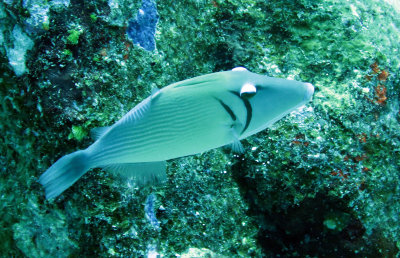 Balistidae - Sufflamen bursa - Pallid Triggerfish - Similan Islands Marine Park Thailand (4).JPG