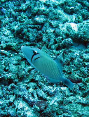 Balistidae - Sufflamen bursa - Pallid Triggerfish - Similan Islands Marine Park Thailand.JPG
