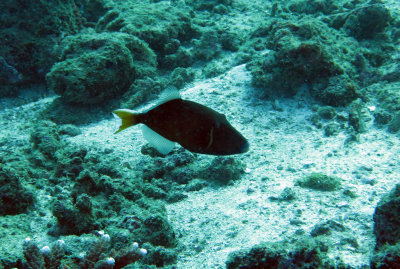Balistidae - Sufflamen chrysopterus - Black Triggerfish - Similan Islands Marine Park Thailand.JPG