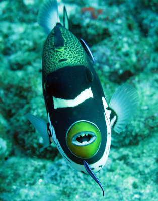 Balistidae - Triggerfish - Clown Triggerfish - Balistoides conspicullum - Similan Islands Marine Park Thailand (2).JPG