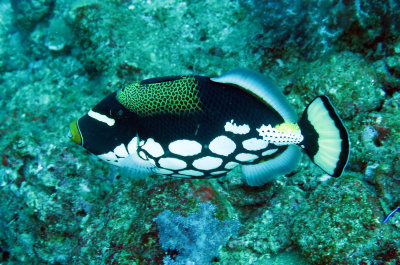Balistidae - Triggerfish - Clown Triggerfish - Balistoides conspicullum - Similan Islands Marine Park Thailand (3).JPG