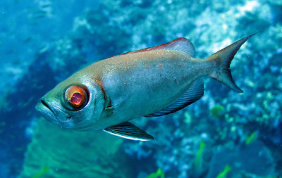 Bigeye - Lunar-tailed Bigeye - Priacanthus hamrur - Similan Islands Marine Park Thailand.JPG