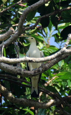 Bird - Imperial Pigeon - Similan Islands Marine Park Thailand (3).JPG