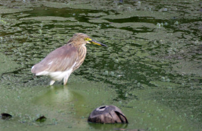 Bird - Java Pond Heron - Similan Islands Marine Park Thailand.JPG