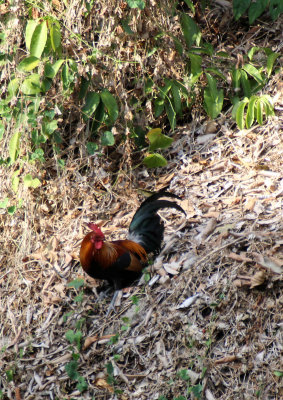 Bird - Junglefowl - Similan Islands Marine Park Thailand (2).JPG