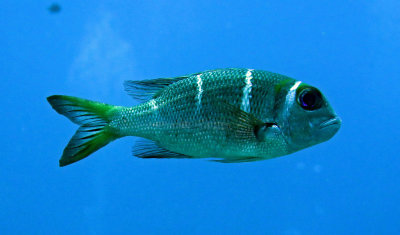 Bream - Humpnose Big-eye Bream - Monotaxis grandoculis - Similan Islands Marine Park Thailand.JPG