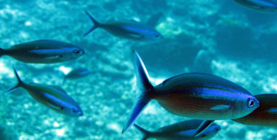 Caesionidae - Caesio species - Fusilier Species - Similan Islands Marine Park Thailand (2).JPG