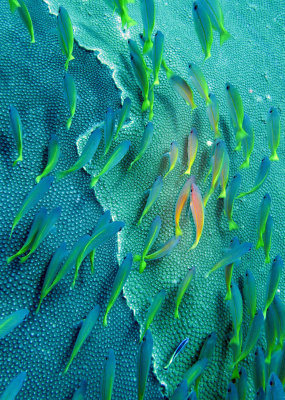 Caesionidae - Fusilier - Yellow-&-Blueback Fusilier - Caesio teres - Similan Islands Marine Park Thailand (3).JPG