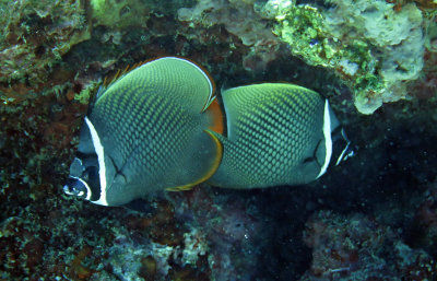 Chaetodontidae - Chaetodon collare - Vagabond Butterflyfish - Similan Islands Marine Park Thailand (4).JPG