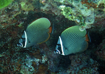 Chaetodontidae - Chaetodon collare - Vagabond Butterflyfish - Similan Islands Marine Park Thailand (5).JPG