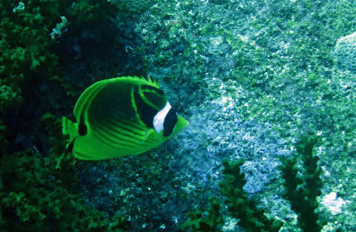 Chaetodontidae - Chaetodon lunula - Racoon Butterflyfish - Similan Islands Marine Park Thailand.JPG