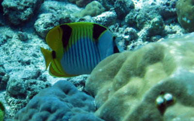 Chaetodontidae - Chaetodon ulietensis - Doublesaddle Butterflyfish - Similan Islands Marine Park Thailand.JPG