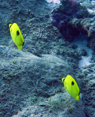 Chaetodontidae - Chaetodon unimaculatus - Teardrop Butterflyfish - Similan Islands Marine Park Thailand (2).JPG