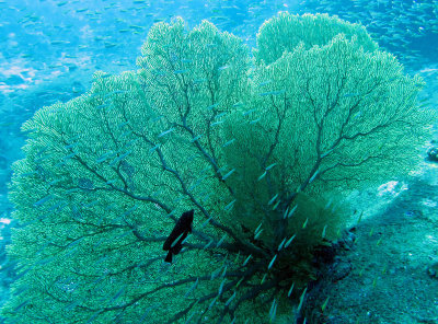 Cnidarian - Sea Fan - Semperina species - Similan Islands Marine Park Thailand (1).JPG