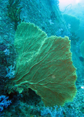 Cnidarian - Sea Fan - Semperina species - Similan Islands Marine Park Thailand (2).jpg