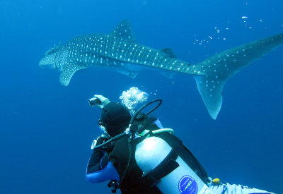 Condrichthyes - Whale Shark - Rhincodon typus - Similan Islands Marine Park Thailand Koh Bon (1).JPG
