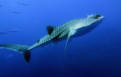 Condrichthyes - Whale Shark - Rhincodon typus - Similan Islands Marine Park Thailand Koh Bon (2).JPG