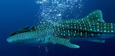 Condrichthyes - Whale Shark - Rhincodon typus - Similan Islands Marine Park Thailand Koh Bon (5).JPG
