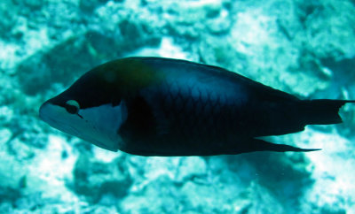 Fish species needs ID - Similan Islands Marine Park Thailand (10).JPG