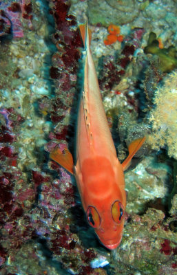 Fish species needs ID - Similan Islands Marine Park Thailand (16).JPG