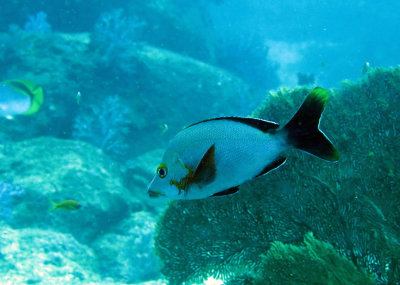 Fish species needs ID - Similan Islands Marine Park Thailand (17).JPG