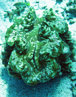 Giant Clam - Tridacna species - Similan Islands Marine Park Thailand (3).JPG
