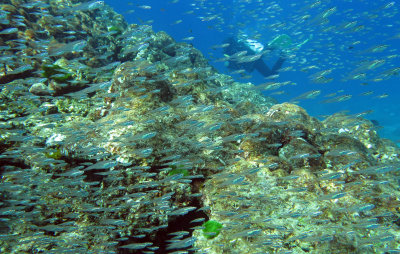 Glassfish - Various Species - Similan Islands Marine Park Thailand (21).JPG