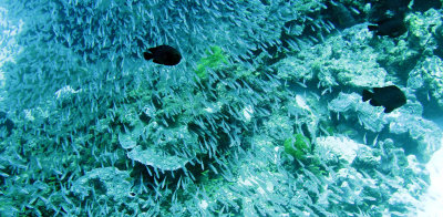 Glassfish - various species - Similan Islands Marine Park Thailand (1).JPG