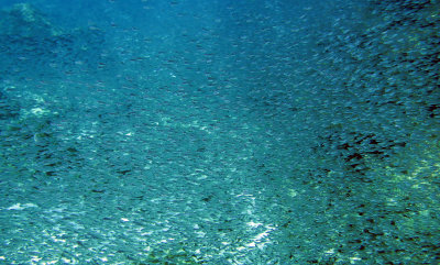 Glassfish - various species - Similan Islands Marine Park Thailand (11).JPG