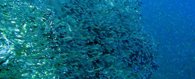 Glassfish - various species - Similan Islands Marine Park Thailand (16).JPG