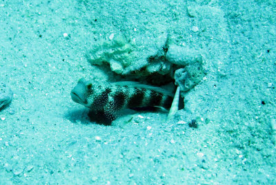 Gobiidae - Amblyeleotris wheeleri - Wheeler's Shrimpgoby - Similan Islands Marine Park Thailand (4).JPG