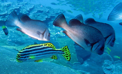 Haemulidae - Plectorhinchus gibbosus - Brown Sweetlips - Similan Islands Marine Park Thailand (2).JPG