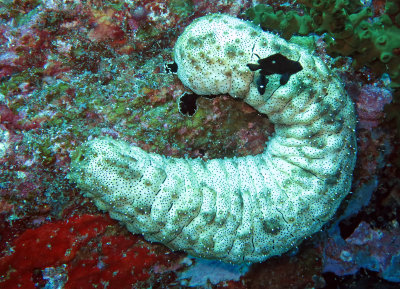 Holothuroid - Sea Cucumber - Similan Islands Marine Park Thailand (1).JPG