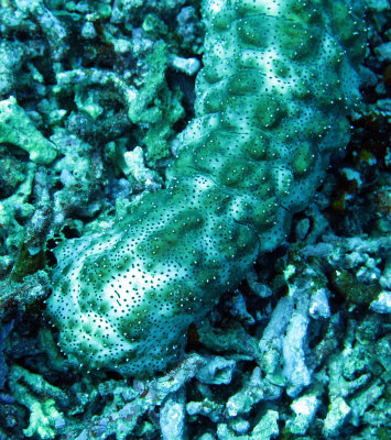 Holothuroid - Sea Cucumber species - Similan Islands Marine Park Thailand (5).JPG