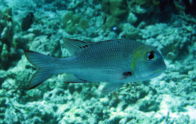 Lethrinidae - Bream Species - Similan Islands Marine Park Thailand.JPG