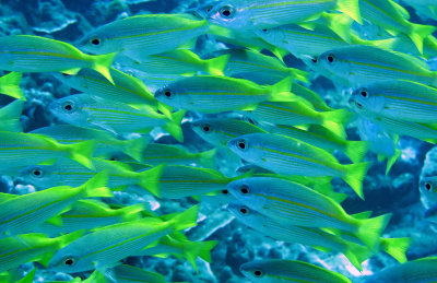 Lutjanidae - Bigeye Seaperch - Lutianus lutjanus - Similan Islands Marine Park Thailand.JPG