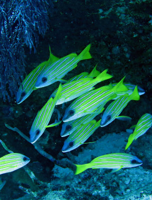 Lutjanidae - Blue-stripped Seaperch - Lutjanus kasmira -  Similan Islands Marine Park Thailand (2).JPG