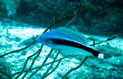 Malacanthidae - Malacanthus latovittatus - Blue Blanquillo - Similan Islands Marine Park Thailand (1).JPG