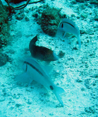 Mullidae - Parupeneus barberinus - Dash-dot Goatfish - Similan Islands Marine Park Thailand (2).JPG