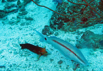 Mullidae - Parupeneus barberinus - Dash-dot Goatfish - Similan Islands Marine Park Thailand (5).JPG