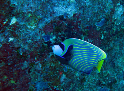 Pomacanthidae - Pomacanthis imperator - Emperor Angelfish - Similan Islands Marine Park Thailand.JPG